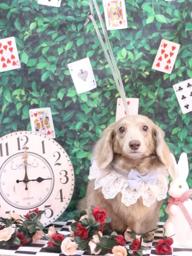 20250424ぺこちゃん